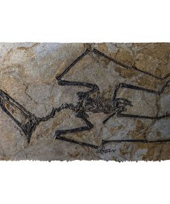 Gearhuman 3D Flying Dinosaur Fossil Doormat