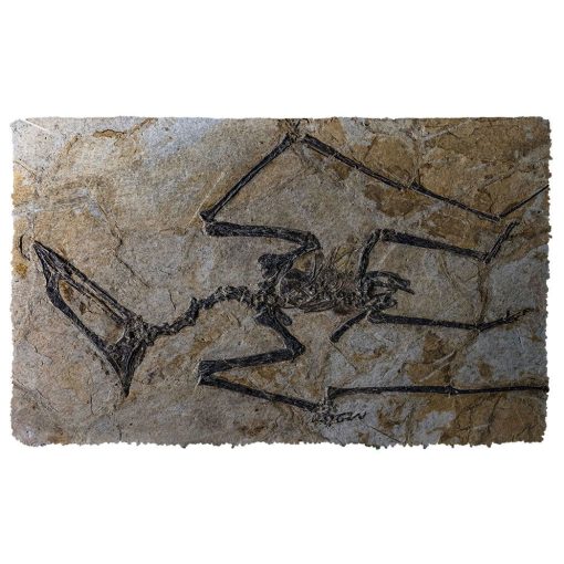 Gearhuman 3D Flying Dinosaur Fossil Doormat 2 Gearhuman 3D Flying Dinosaur Fossil Doormat