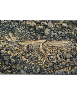 Gearhuman 3D Dinosaur Fossil Carpet