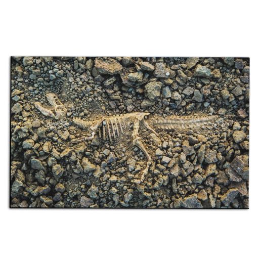 Gearhuman 3D Dinosaur Fossil Carpet 1 Gearhuman 3D Dinosaur Fossil Carpet