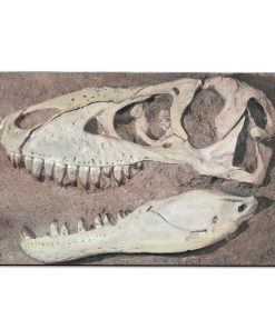 Gearhuman 3D T-rex Head Fossil Carpet