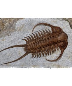 Gearhuman 3D Trilobite Fossil Doormat