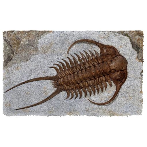Gearhuman 3D Trilobite Fossil Doormat 2 Gearhuman 3D Trilobite Fossil Doormat