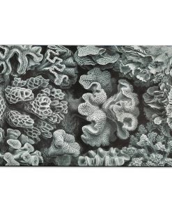 Gearhumans 3D Haeckel Corals Custom Carpet
