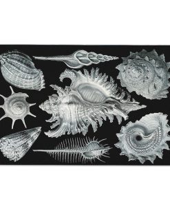 Gearhumans 3D Haeckel Prosobranchia Sea Shells Custom Carpet