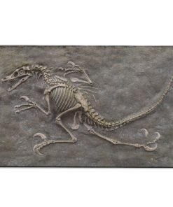 Gearhuman Dinosaur Fossil Carpet ZK3006217 Square Carpet Carpet S(59"X35,5") 