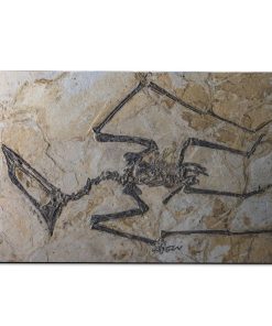 Gearhuman Flying Dinosaur Fossil Carpet ZK3006218 Square Carpet Carpet S(59"X35,5") 