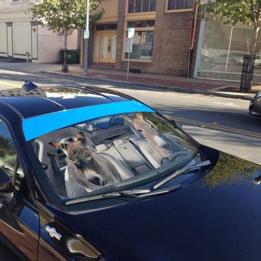 gearhumans 3D Donkey Custom Car Auto Sunshade GL030824 Auto Sunshade