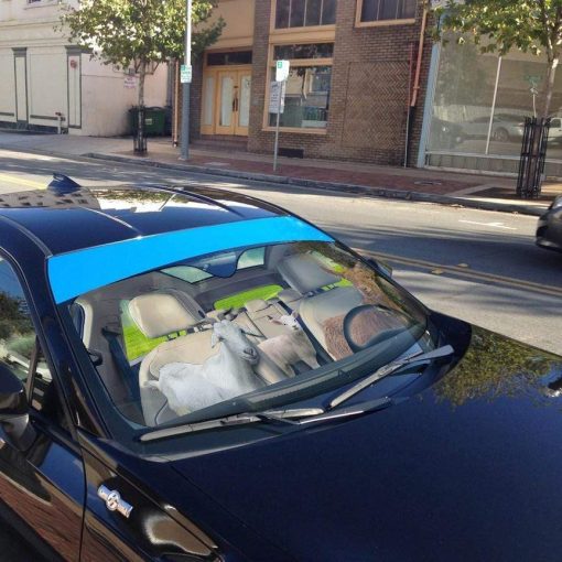 Gearhumans 3D Goat Custom Car Auto Sunshade 5 gearhumans 3D Goat Custom Car Auto Sunshade GL03083 Auto Sunshade